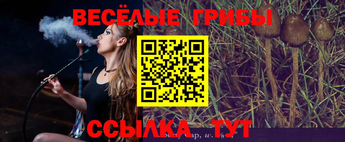 Псилоцибиновые грибы Cubensis  цена   Сертолово  Галлюциногенные грибы Psilocybine cubensis 