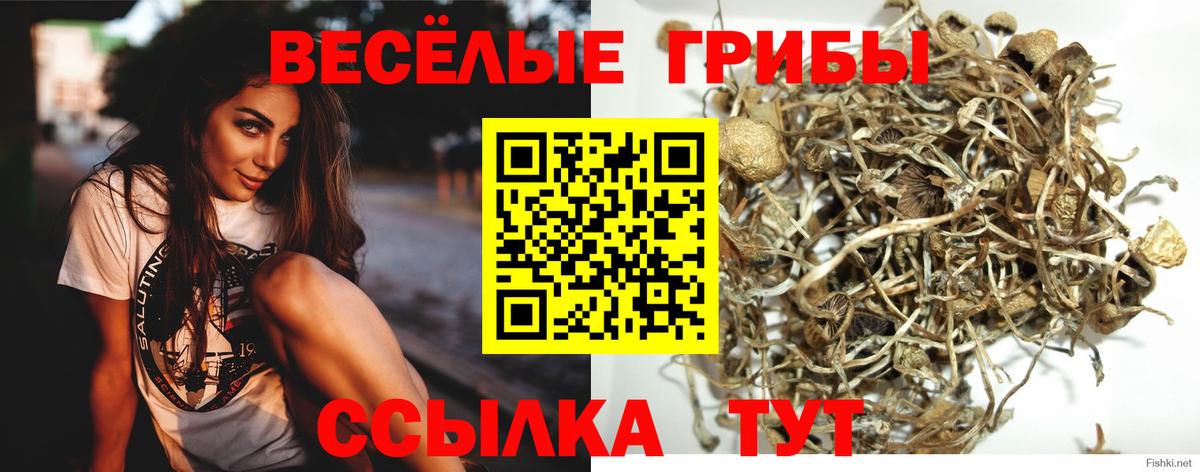 Галлюциногенные грибы Psilocybine cubensis  Вход с VPN  продажа наркотиков  Сертолово 